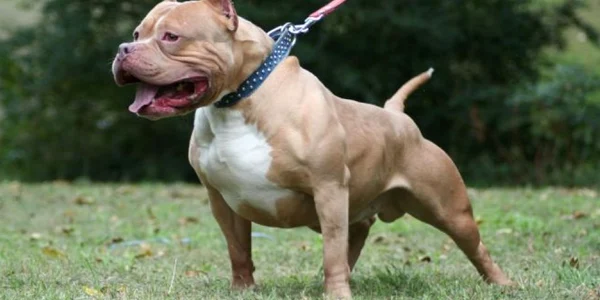 Cele mai rele rase de caini Pitbull FOTO pouted.com