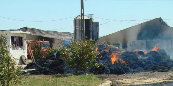 incendiu ferma pui safir