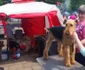 Expoziţie chinologică la Timişoara 2016 FOTO Ştefan Both
