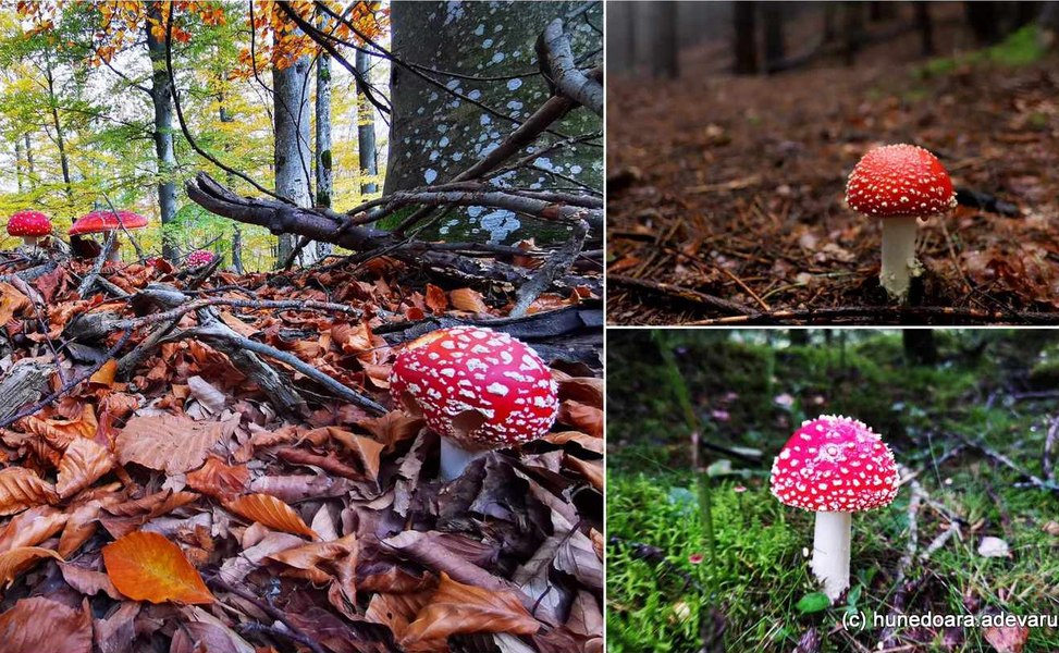 Amanita muscaria, regina otrăvitoare a României. Care sunt cele mai periculoase ciuperci 