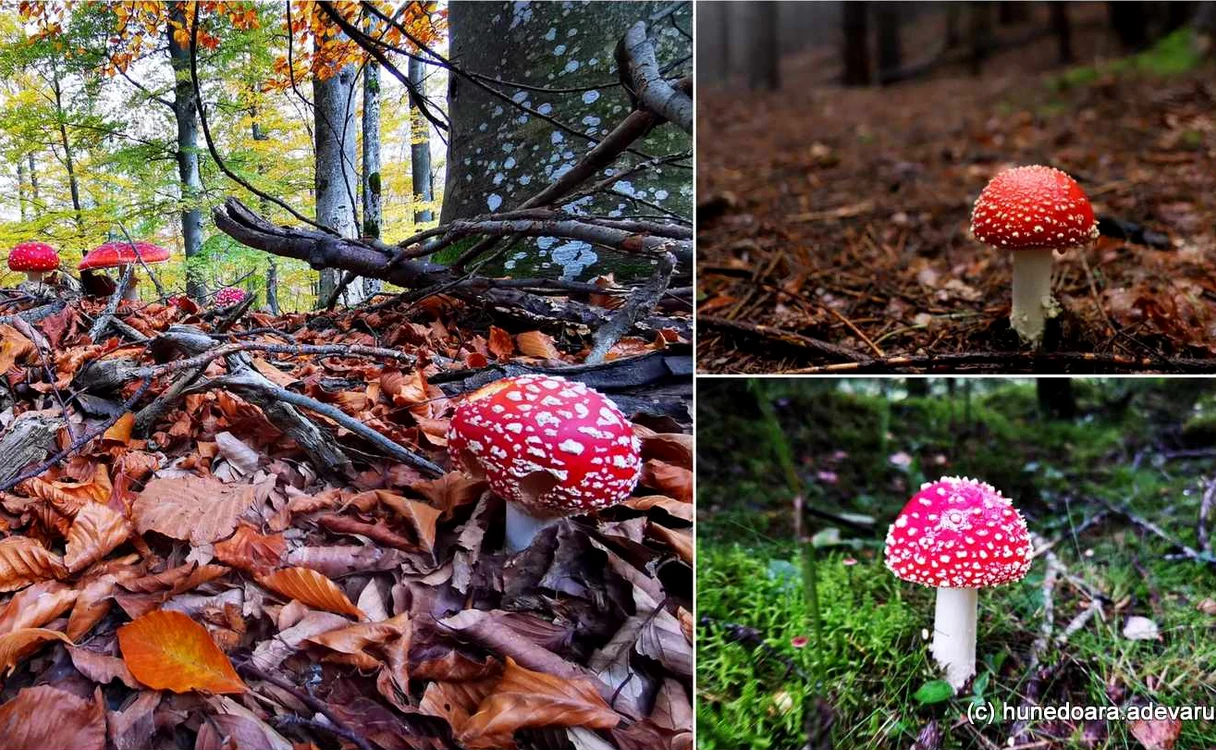 Amanita Muscaria, în Munții Șureanu și Retezat. Foto: Daniel Guță. ADEVĂRUL