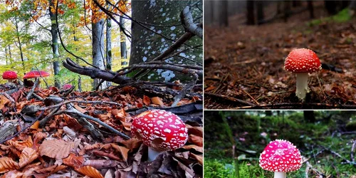 Amanita Muscaria  Foto Daniel Guță ADEVĂRUL jpg