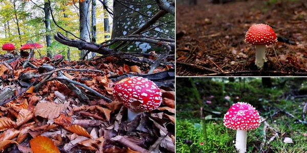 Amanita Muscaria  Foto Daniel Guță ADEVĂRUL jpg