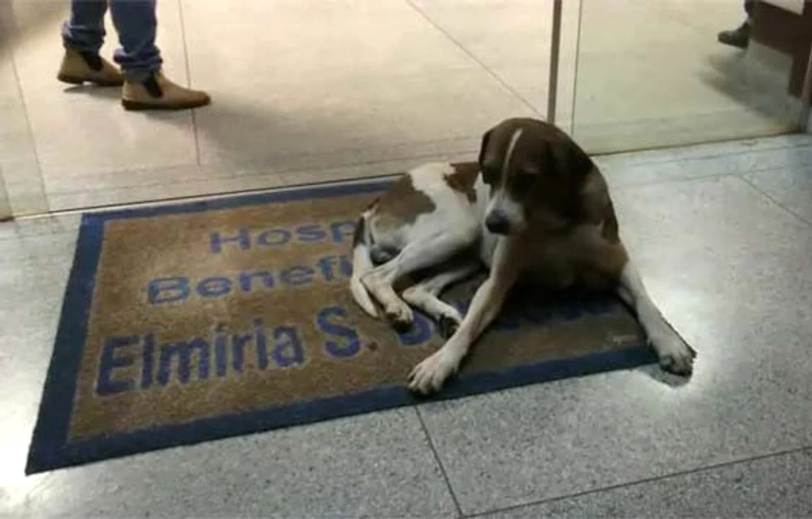 
    Căţelul Nestor a stat neclintit 8 zile în sala de aşteptare  