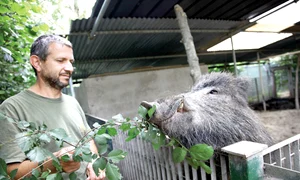 Mistreţul putea fi ucis  de un copac picat peste el jpeg