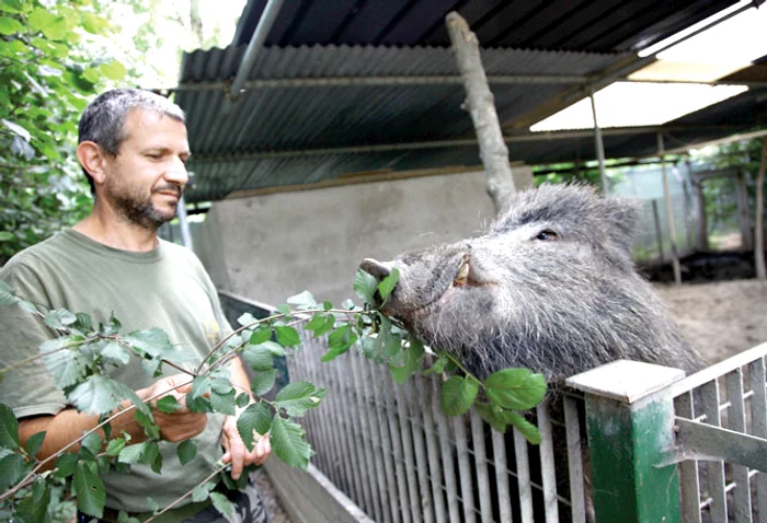 Mistreţul putea fi ucis  de un copac picat peste el