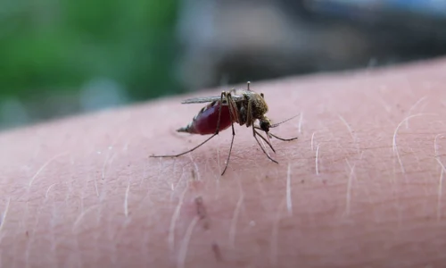 the mosquito 5219052 1280 (1) jpg