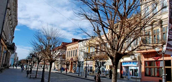 Mulţi dintre salcâmii plantaţi pe Str. Mihai Eminescu au fost otrăviţi cu detergenţi folosiţi la spălatul podelelor, de către administratorii magazinelor din zonă    FOTO Florentin Coman