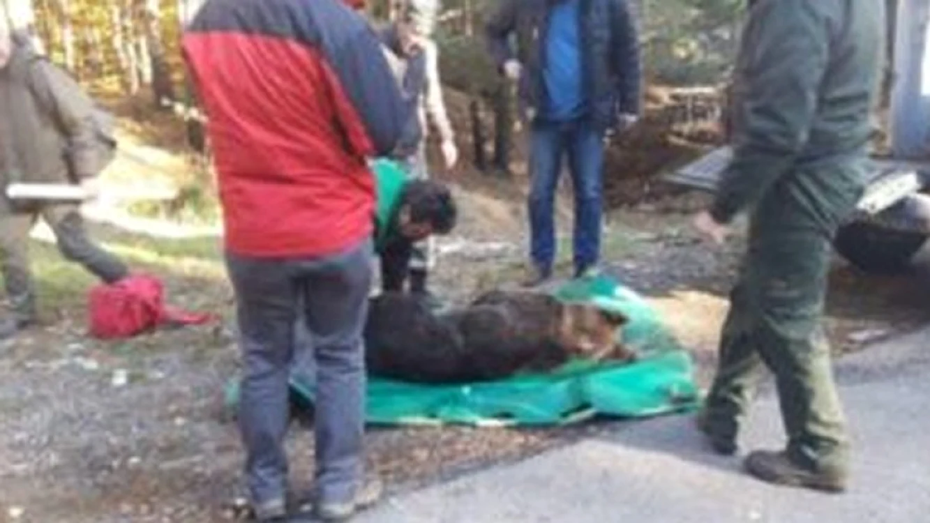 
    Ursoaica a fost rănită de un șofer neatentfoto: captura newsbv.ro  
