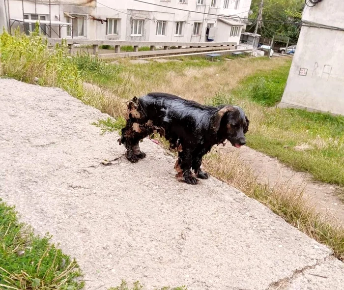 Căţelul suferă cumplit de la arsurile provocate de smoală şi păcură FOTO www.vremeanoua.ro