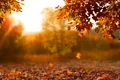 Toamna FOTO Shutterstock jpg