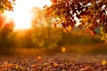 Toamna FOTO Shutterstock jpg