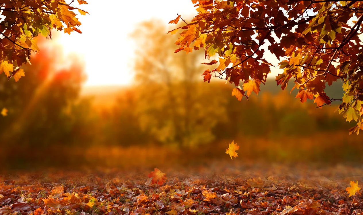 Pe 23 septembrie are loc echinocțiul de toamnă Foto: Shutterstock