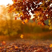 Toamna FOTO Shutterstock jpg