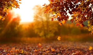 Toamna FOTO Shutterstock jpg