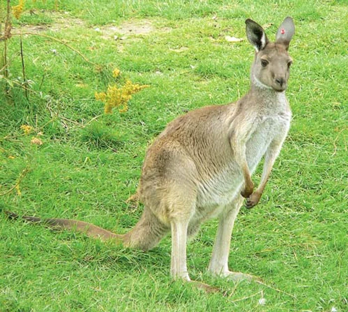 Nu-i glumă de 1 aprilie! (FOTOGRAFII: Shutterstock, captură Pro TV)