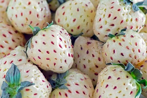 Pineberry jpg jpeg