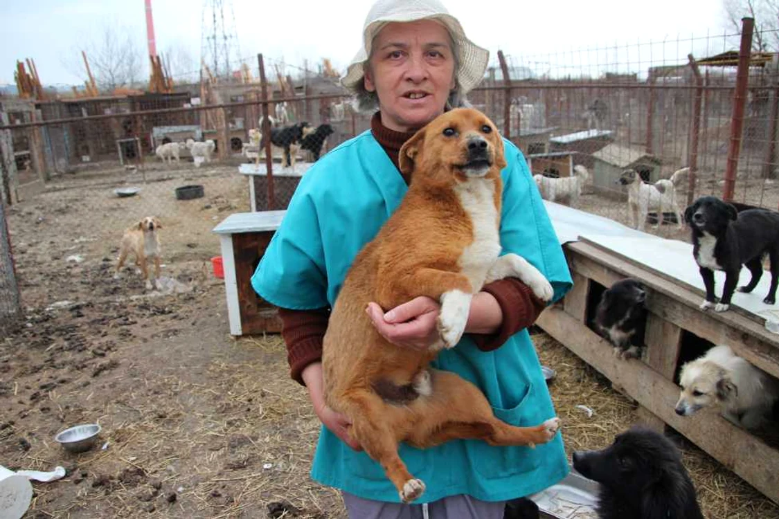 Câini selectaţi pentru a fi daţi spre adopţie în Germania 