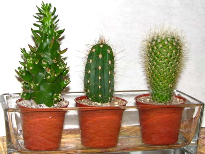 Cele mai rezistente flori de cameră: Cactusul poate fi udat o dată la două săptămâni