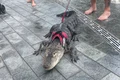 foto baza aligator twitter jpg
