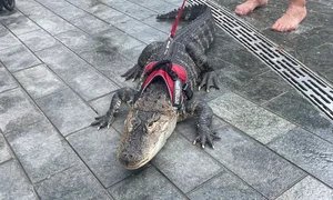 foto baza aligator twitter jpg