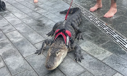 foto baza aligator twitter jpg