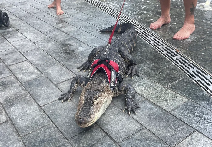 Aligatorul a fost văzut răcorindu-se în fântânile din parcul John F. Kennedy Plaza