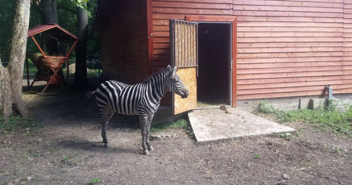 Zebrele de la Timişoara FOTO Ştefan Both