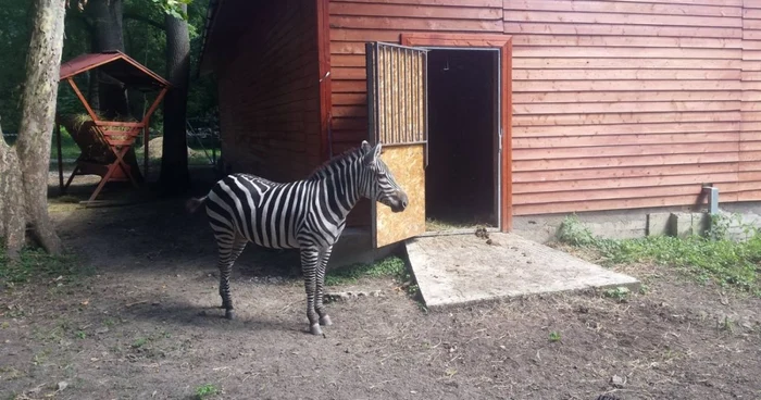 Zebrele de la Timişoara FOTO Ştefan Both