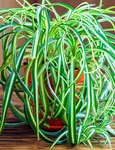 1 planta paianjen jpg jpeg