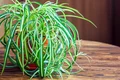 1 planta paianjen jpg jpeg