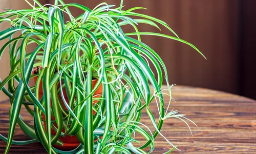 1 planta paianjen jpg jpeg