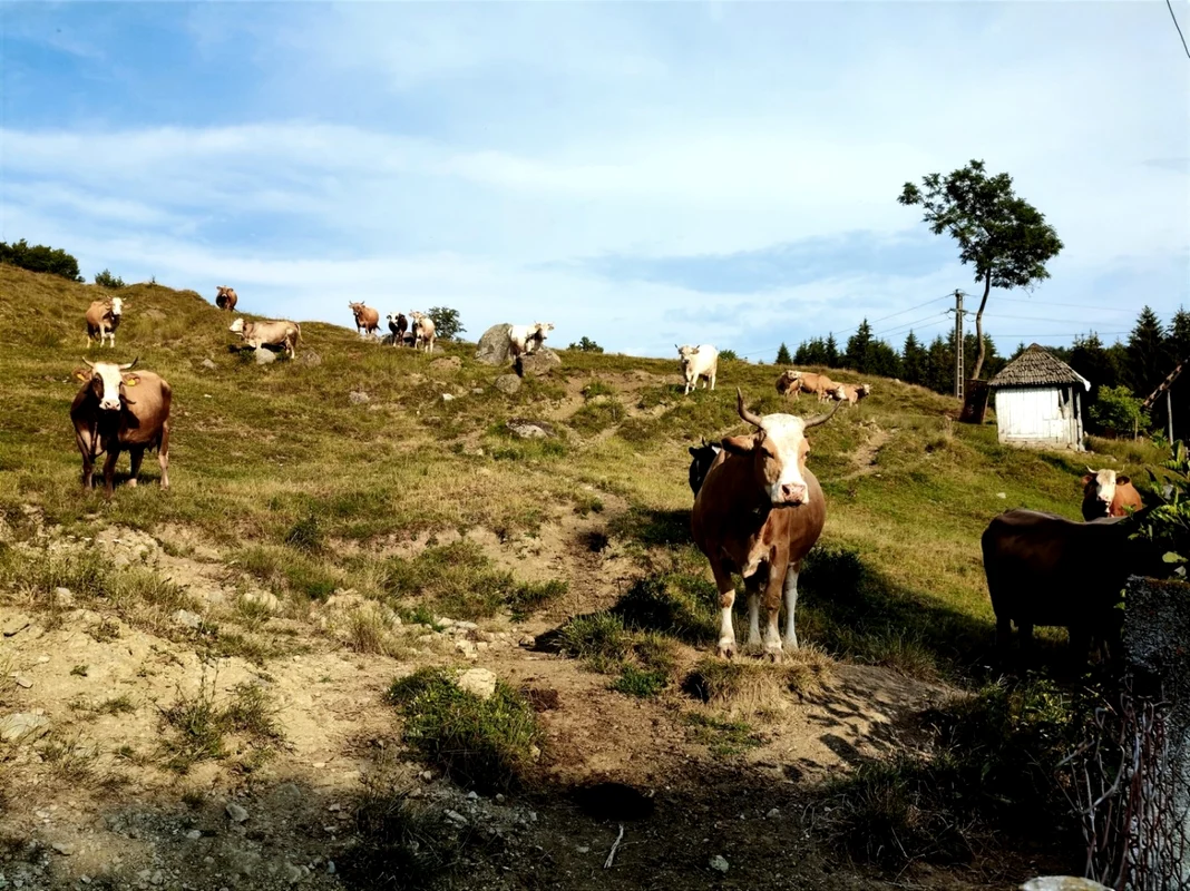 Vite pe păşune în Ţara Loviştei la Perişani - Vâlcea Foto Adni Şofîlcă