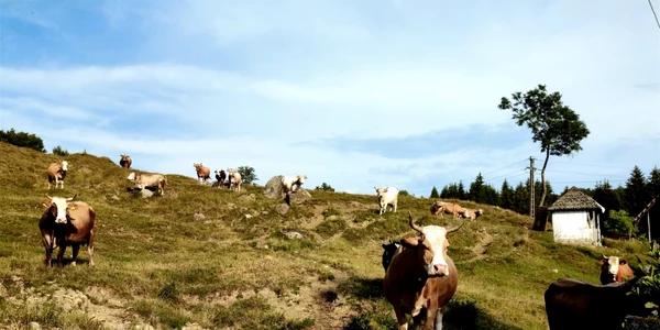 Vite pe păşune în Ţara Loviştei la Perişani - Vâlcea Foto Adni Şofîlcă