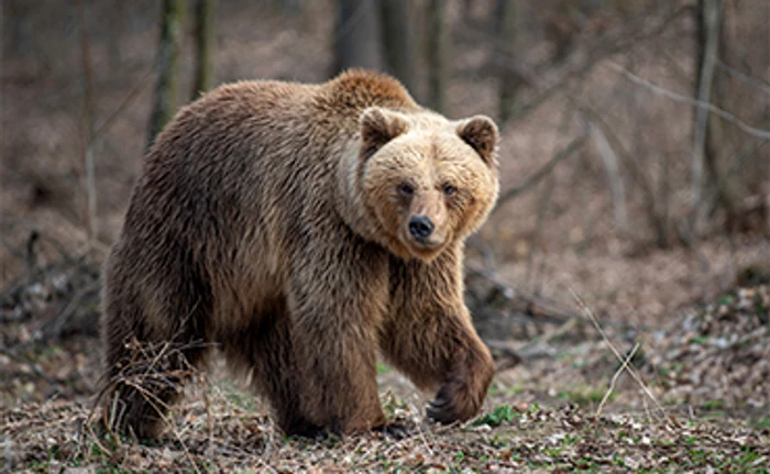
    Atacurile urşilor s-au înmulţit în ultima perioadă  