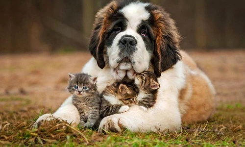 2 politia animalelor jpg jpeg