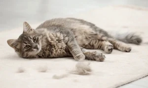 pisica covor shutterstock1 jpeg