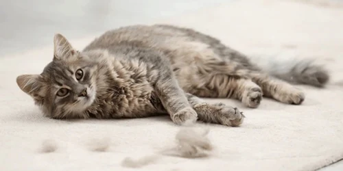 pisica covor shutterstock1 jpeg