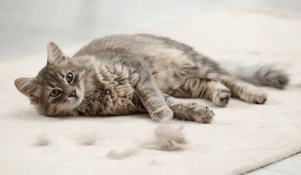 pisica covor shutterstock1 jpeg