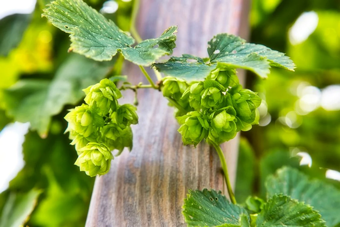 
    Hameiul, această plantă medicinală, numită și „aurul verde“ sau „inima berii“, are numeroase și importante beneficii pentru sănătatea Foto: pixabay.com  