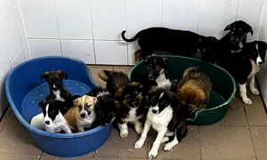 Caini adapost SURSA Tierhilfe Hofnung png