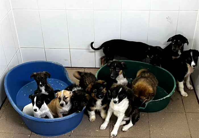 Cățelușii își așteaptă noii stăpâni (FOTO: Tierhilfe Hofnung)