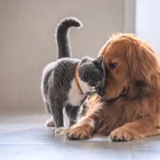 20251002 Nestle Purina reteaua de sanatate animale companie foto jpg