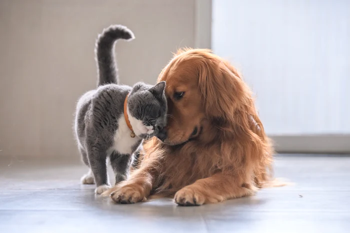 20251002 Nestle Purina reteaua de sanatate animale companie foto jpg