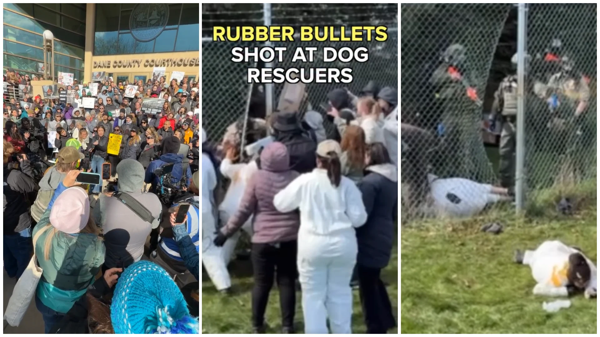 Ciocniri între activiști și poliție la o fermă unde sunt ținuți 2.000 de câini beagle. S-a intervenit cu gloanțe de cauciuc și spray lacrimogen