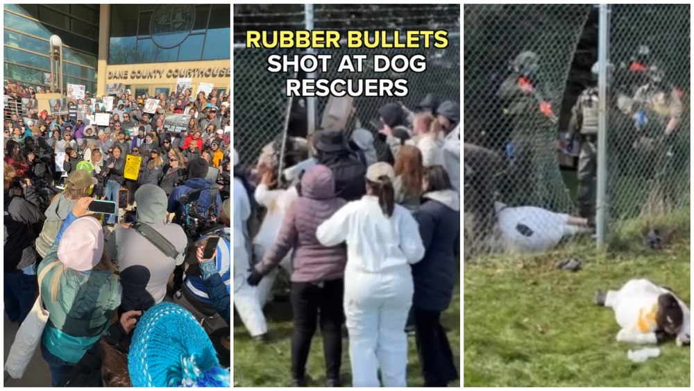 Ciocniri între activiști și poliție la o fermă unde sunt ținuți 2.000 de câini beagle. S-a intervenit cu gloanțe de cauciuc și spray lacrimogen