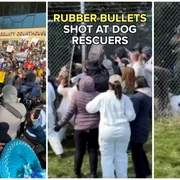 Proteste violente la o fermă de caini beagle din SUA. Poliția a intervenit cu gloanțe de cauciuc și spray lacrimogen FOTO: captura video FB