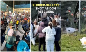 Proteste violente la o fermă de caini beagle din SUA. Poliția a intervenit cu gloanțe de cauciuc și spray lacrimogen FOTO: captura video FB