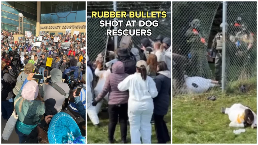 Ciocniri între activiști și poliție la o fermă unde sunt ținuți 2.000 de câini beagle. S-a intervenit cu gloanțe de cauciuc și spray lacrimogen