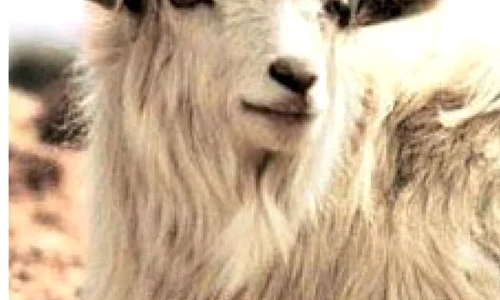 10 lucruri de ştiut despre Caşmir jpeg